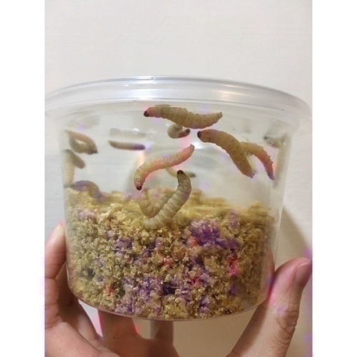 【果果實驗室】 爆漿蠟蟲飼料專賣 蜜袋鼯 守宮 變色龍 綠繡眼 小鳥 專用 蠟蛾幼蟲 巢蟲 蜂蜜蟲 大蠟蛾