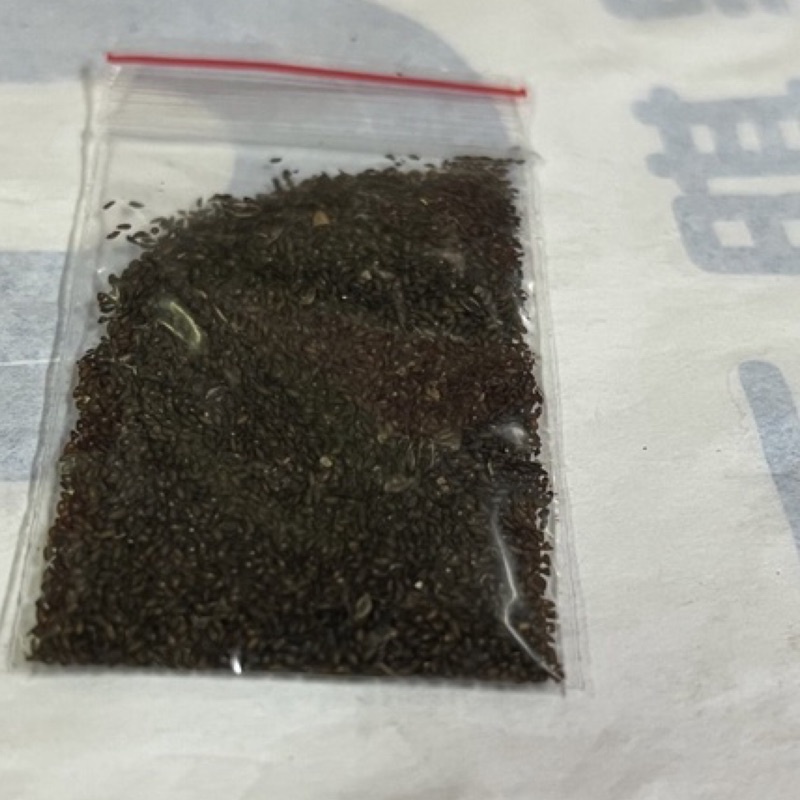 車前草種子 3g 車前草種子