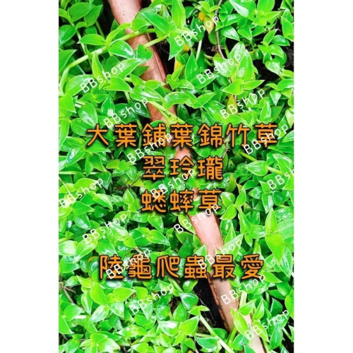 翠玲瓏 大葉鋪葉錦竹草 蟋蟀草 ✅一盒12-15枝 葉大 自家種植無農藥 插土即可活生長快速 蟋蟀 陸龜 爬蟲 最愛點心