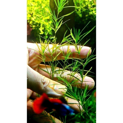 羅賓水族 竹節草 陽明柳 淨化水質水草 10根一組 免CO2