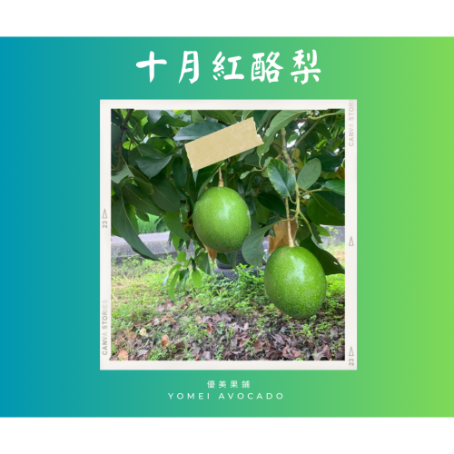 優美果園 十月紅酪梨