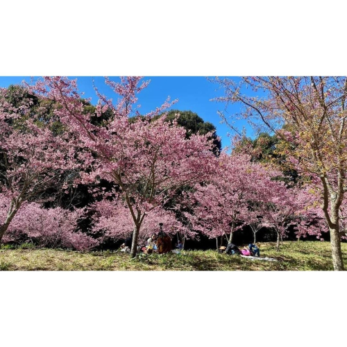大黑塔徽章×15