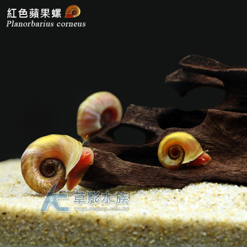 【AC草影】紅蘋果螺【一份】觀賞螺 除藻螺 清潔螺 魚缸螺
