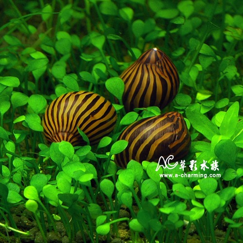 【AC草影】皇冠斑馬螺 【五顆】