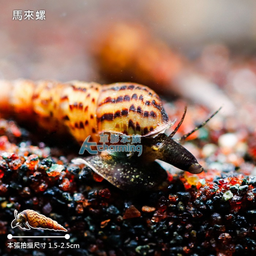 【AC草影】馬來螺【一顆】吃殘餌 吃青苔 觀賞螺 吃魚吃不完的飼料 瘤擬黑螺
