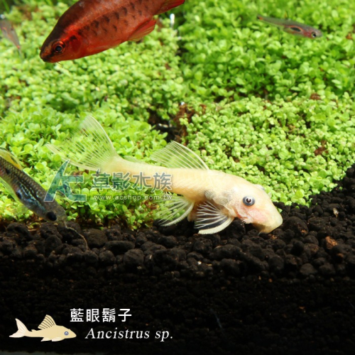 【AC草影】藍眼大鬍子【兩隻】除藻 清潔藻類 去苔 除藻生物 鬍子異形