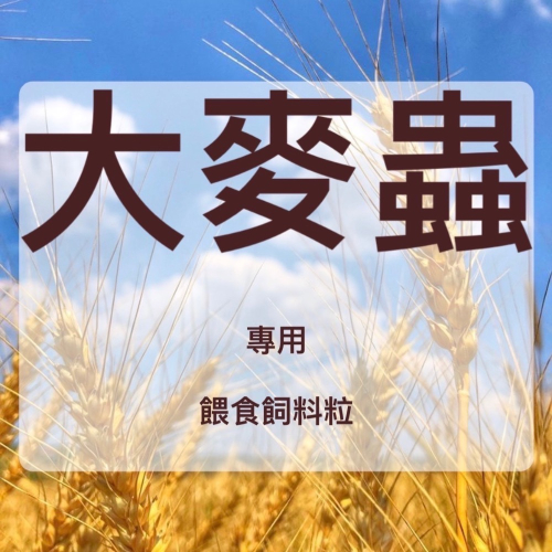 【蟑東西】大麥蟲餵食飼料粒/紅麩皮/白麩皮/麥片/配方飼料