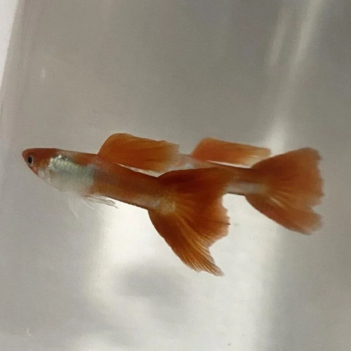 【汛潽】黃化丹頂 純係孔雀魚
