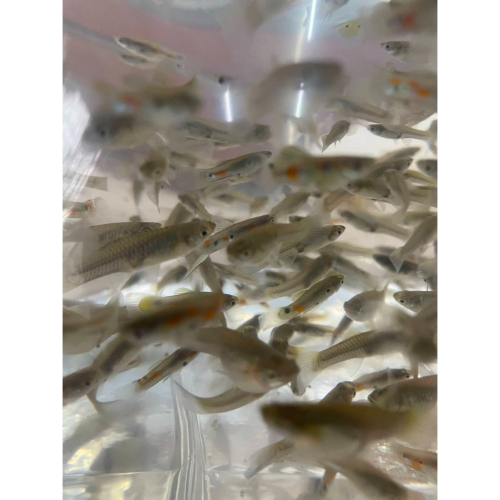【汛潽】大肚魚 無品系孔雀魚