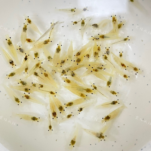 宗信水族-雪球蝦 高級活餌飼料