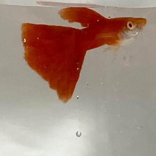 【汛潽】全紅白子 孔雀魚