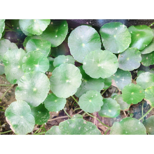 水族皇后 金錢草/株 好養殖 水耕土耕