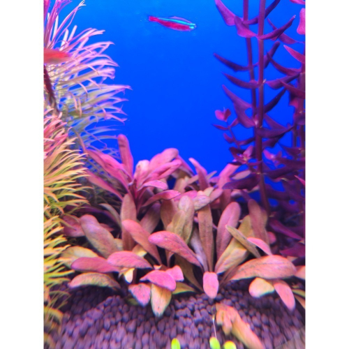 極樂鳥 水草 25元