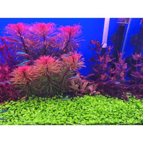 矮珍珠 水草 100元