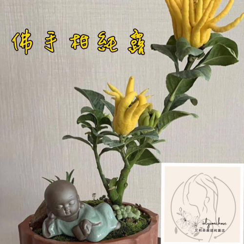 艾莉森 嚴選 佛手柑 純露 擁有柑橘 與 檸檬 果香細緻且含蓄 香氣按圖索驥 幽微的花香就像迴轉 令人難以忘懷