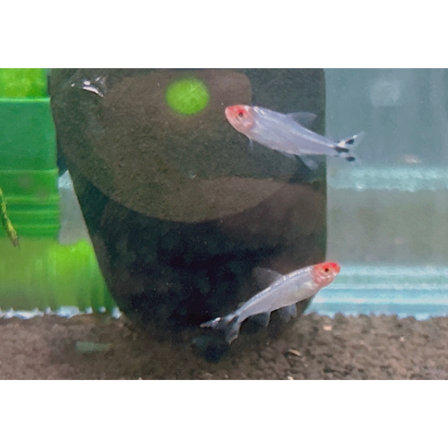 水族皇后 紅鼻剪刀M 活餌