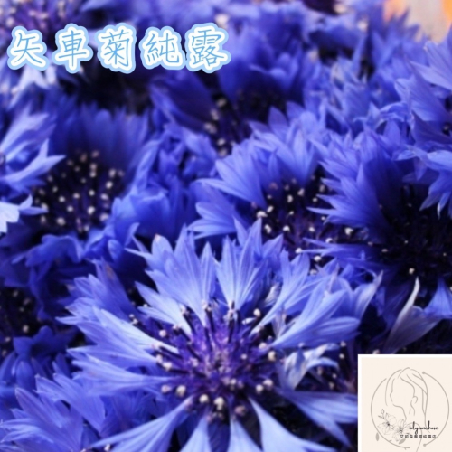 艾莉森 嚴選 矢車菊純露 溫和不刺激 私密處保養 適用眼部疲勞 3C族最實用