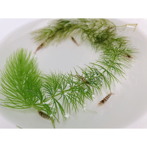 水族皇后 觀賞蝦 斑馬蝦