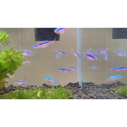 水族皇后 紅蓮燈 燈科魚 活餌