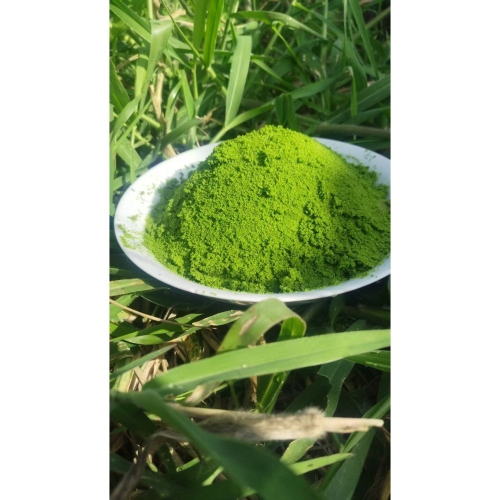 現撈1000公克新鮮洗淨的無根萍-卵萍-仁丹藻-蘭壽孔雀魚柯爾鴨天竺鼠天然飼料-可自行烘乾