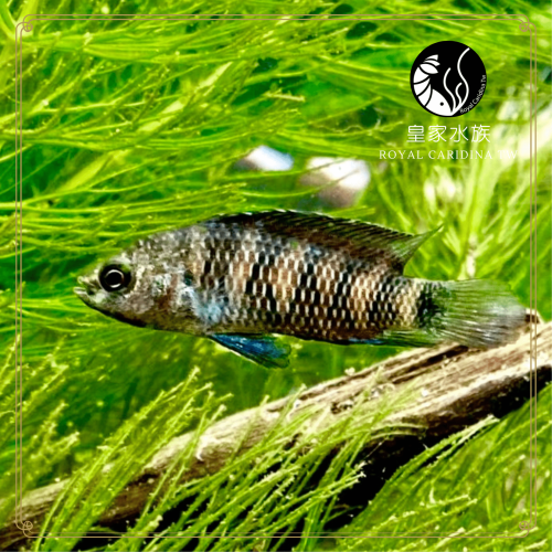 皇家水族・藍帆變色龍 短鯛 觀賞魚 活餌