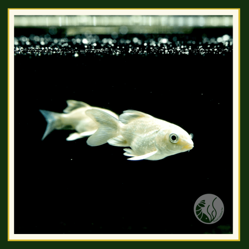 皇家水族・短身白金蝴蝶鯉 金魚 鯉魚 觀賞魚 活餌