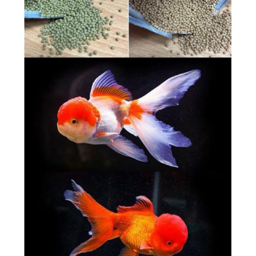 【楊媽水族】 金魚專用高蛋白爆頭飼料（上浮） ~蘭壽、小紅帽、獅頭、血鸚鵡,神仙,中型魚皆可食用