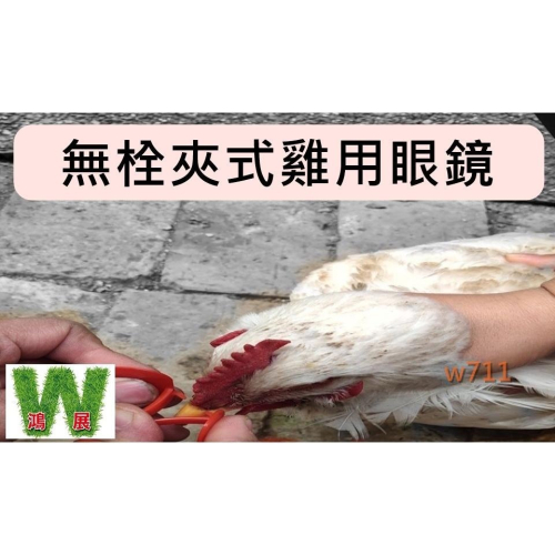 雞眼鏡 雞用眼鏡 無栓夾式 防啄 打架 互啄 互咬 無栓新型 不穿鼻孔 家禽類 公雞 〈現貨+發票〉w711 鴻展