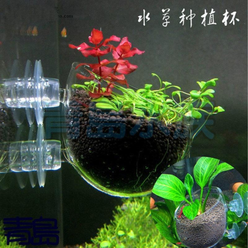 【新莊/五股/青島水族】玻璃工房 水草 超厚超白玻璃育景杯 (缸內型/波爾卡型)