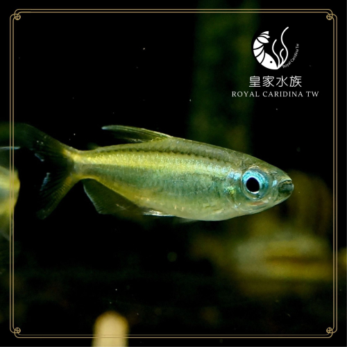 皇家水族・黃金二線剛果燈 燈魚 燈科魚 觀賞魚 活餌