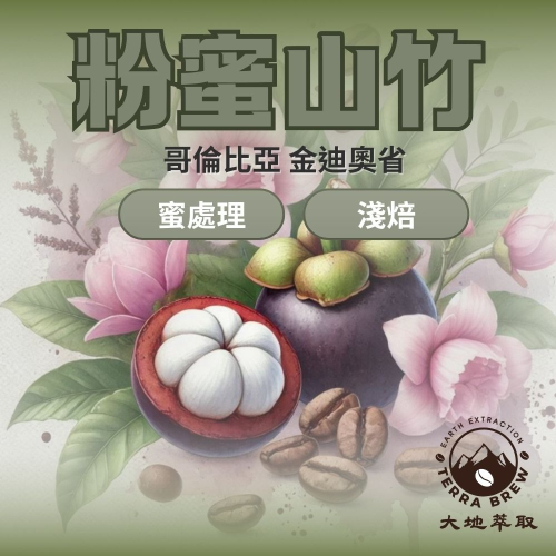 【聚元堂咖啡豆】哥倫比亞 金迪奧省 粉蜜山竹 蜜處理 卡斯提優 淺焙