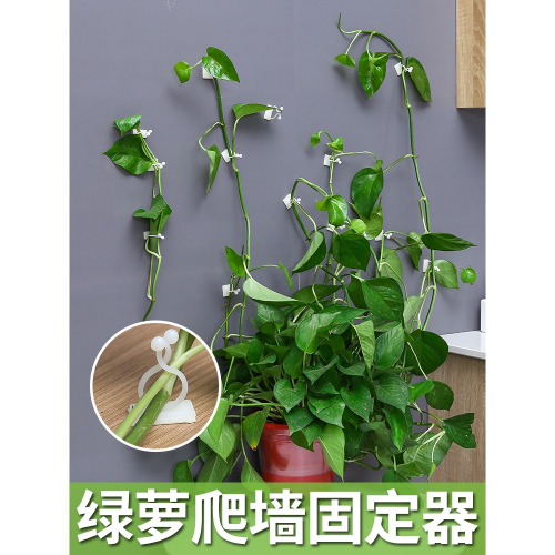綠蘿固定器爬藤植物家用爬墻爬上墻神器掛鉤墻壁固定扣吸盤綠蘿夾