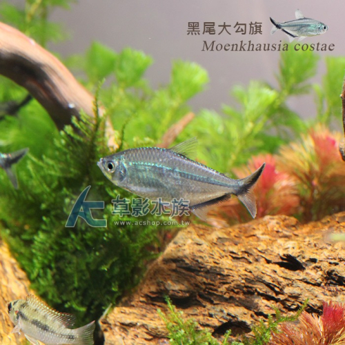 【AC草影】黑尾大勾旗【三隻】群游魚種 觀賞魚 燈科魚 熱帶魚