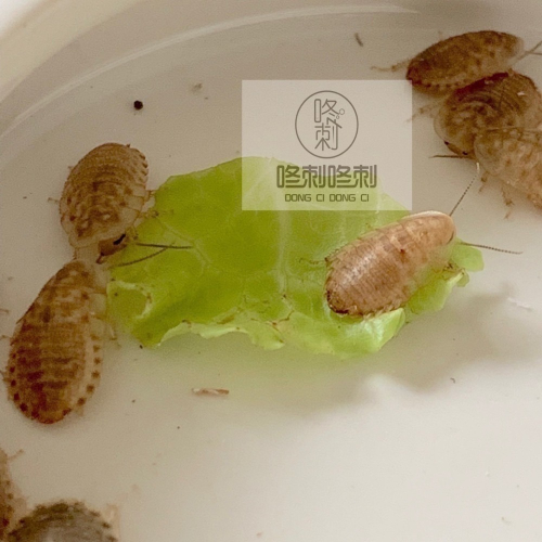 咚刺咚刺 黃金杜比亞 活體 高級活餌 刺蝟 蜜袋鼯 守宮 澤龜 蜥蜴 烏龜 紅龍魚 零食 麵包蟲 蟋蟀 營養 增胖 增肥