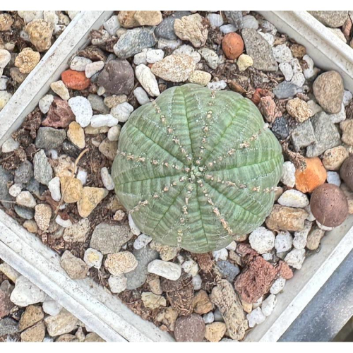 【外星人的植物園】布紋球 仙人掌 虎尾蘭 龍舌蘭 塊根 大戟 盆栽 植物 現貨【滿額免運】