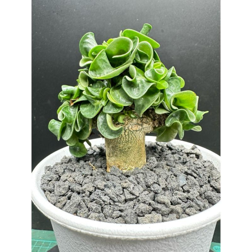 【外星人的植物園】泰國羊角 DHA 仙人掌 虎尾蘭 龍舌蘭 塊根 大戟 盆栽 植物 現貨【滿額免運】