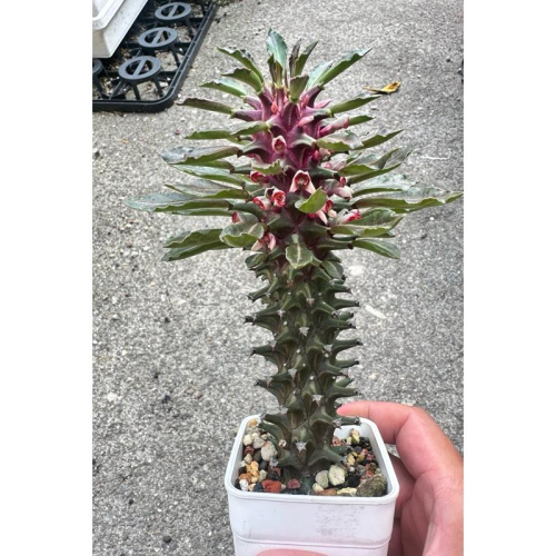 【外星人的植物園】坦桑尼亞紅 仙人掌 虎尾蘭 龍舌蘭 塊根 大戟 盆栽 植物 現貨【滿額免運】
