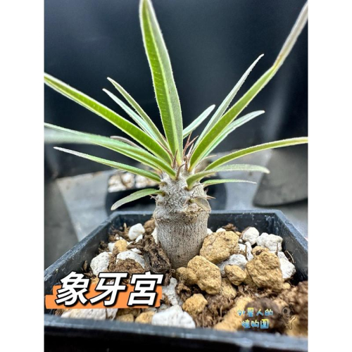 【外星人的植物園】象牙宮 棒槌屬 仙人掌 虎尾蘭 龍舌蘭 塊根 大戟 盆栽 植物 現貨【滿額免運】