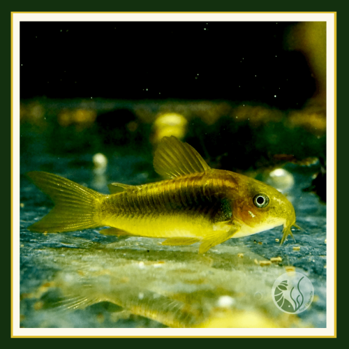 皇家水族・金線綠鼠 殘餌 底棲魚 鼠魚 觀賞魚 活餌