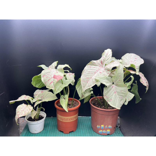 【外星人的植物園】牛奶紙屑 合果芋 彩葉芋 觀葉 文青風 室內 盆栽 植物 療癒盆栽 小品 現貨【滿額免運】