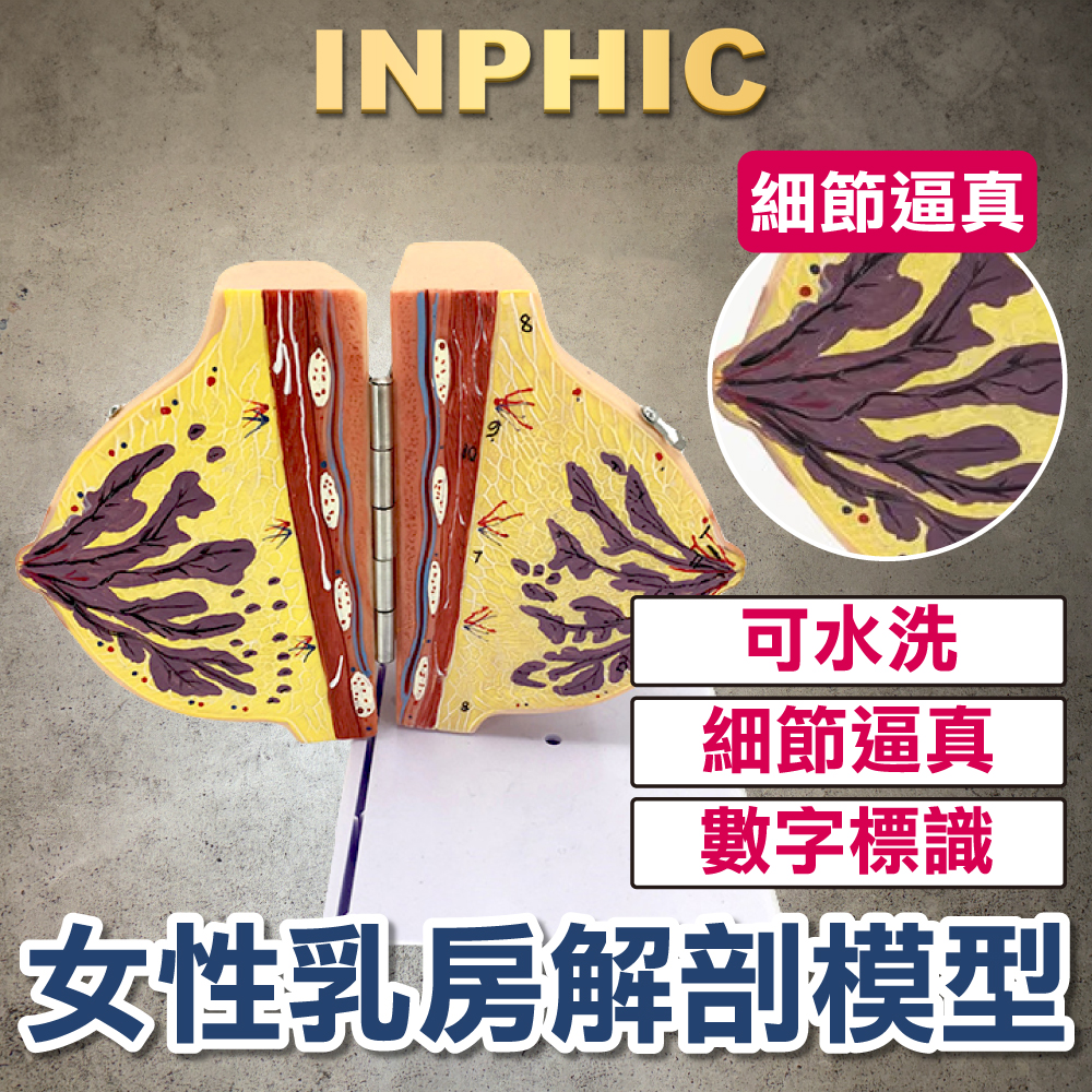 INPHIC-哺乳期女性乳房解剖模型 乳房病變病理剖面 靜止期胸部結構模具 醫學教具-INFH044104A