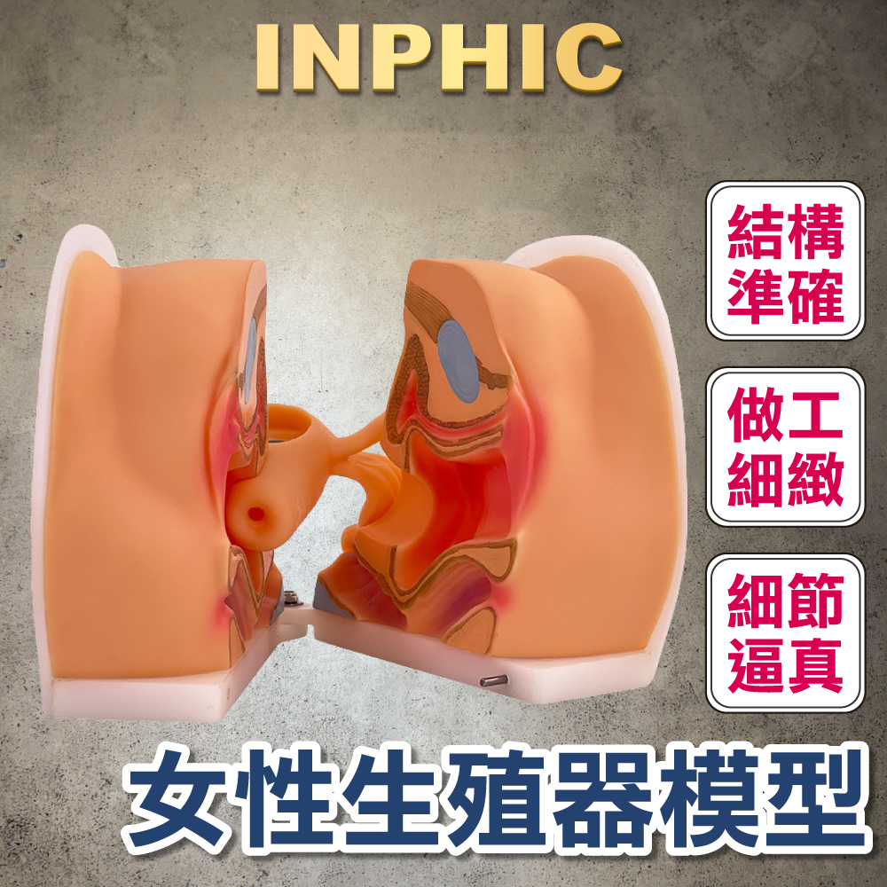 INPHIC-1:1女性生殖器模型 婦科檢查避孕教學訓練 醫療模型 子宮頸外陰道卵巢-INFH097104A
