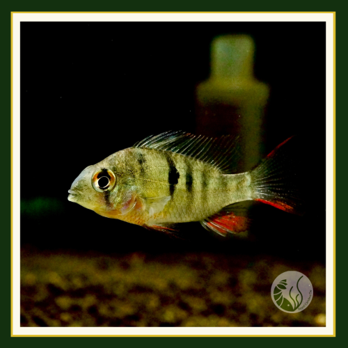 皇家水族・玻利維亞鳳凰 短鯛 觀賞魚 活餌