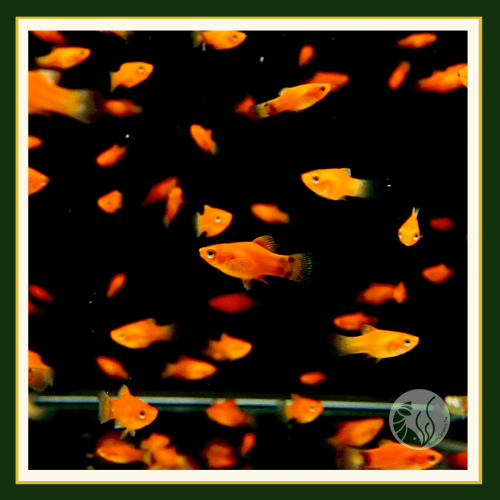 皇家水族・紅球魚 小紅豆 迷你紅球 觀賞魚 活餌