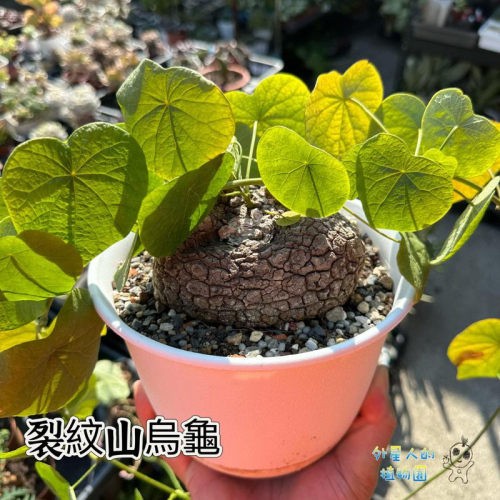 【外星人的植物園】裂紋山烏龜 山烏龜 仙人掌 虎尾蘭 龍舌蘭 塊根 大戟 盆栽 植物 現貨【滿額免運】