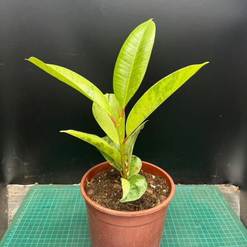 【外星人的植物園】薄荷橡膠樹 五寸盆 斑葉 盆栽 植物 療癒盆栽 小品 現貨【滿額免運】