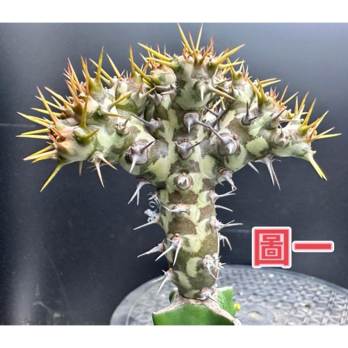 【外星人的植物園】霍武德 仙人掌 虎尾蘭 龍舌蘭 塊根 大戟 盆栽 植物 現貨【滿額免運】