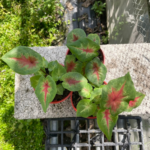 觀葉植物-彩葉芋-紅衣主教