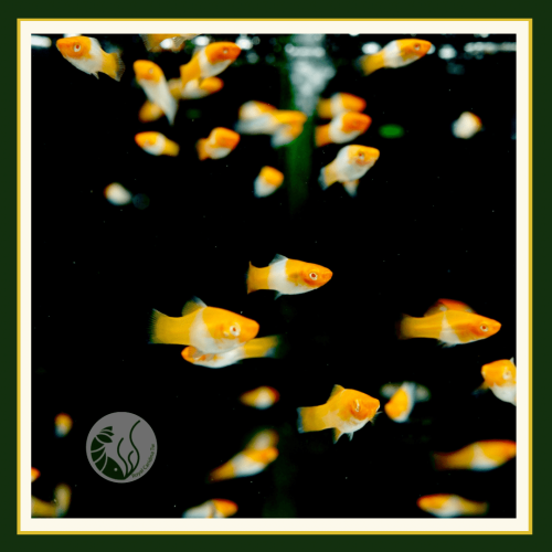 皇家水族・紅白劍魚 觀賞魚 活餌