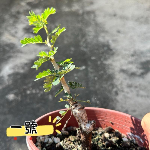 【外星人的植物園】沙漠蘇木 一物一拍 塊根 龍舌蘭 虎尾蘭 仙人掌 盆栽 植物 療癒盆栽 小品 現貨【滿額免運】